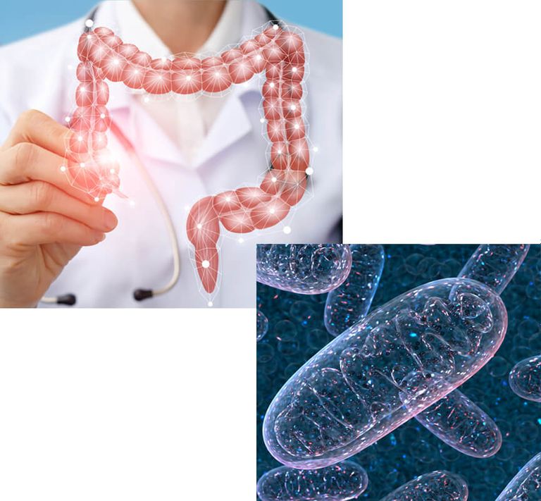 Darmbiom und Mitochondrien im Fokus der Ernährungs- und Vitalstofftherapie